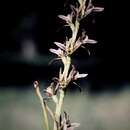 Image of Prasophyllum campestre R. J. Bates & D. L. Jones