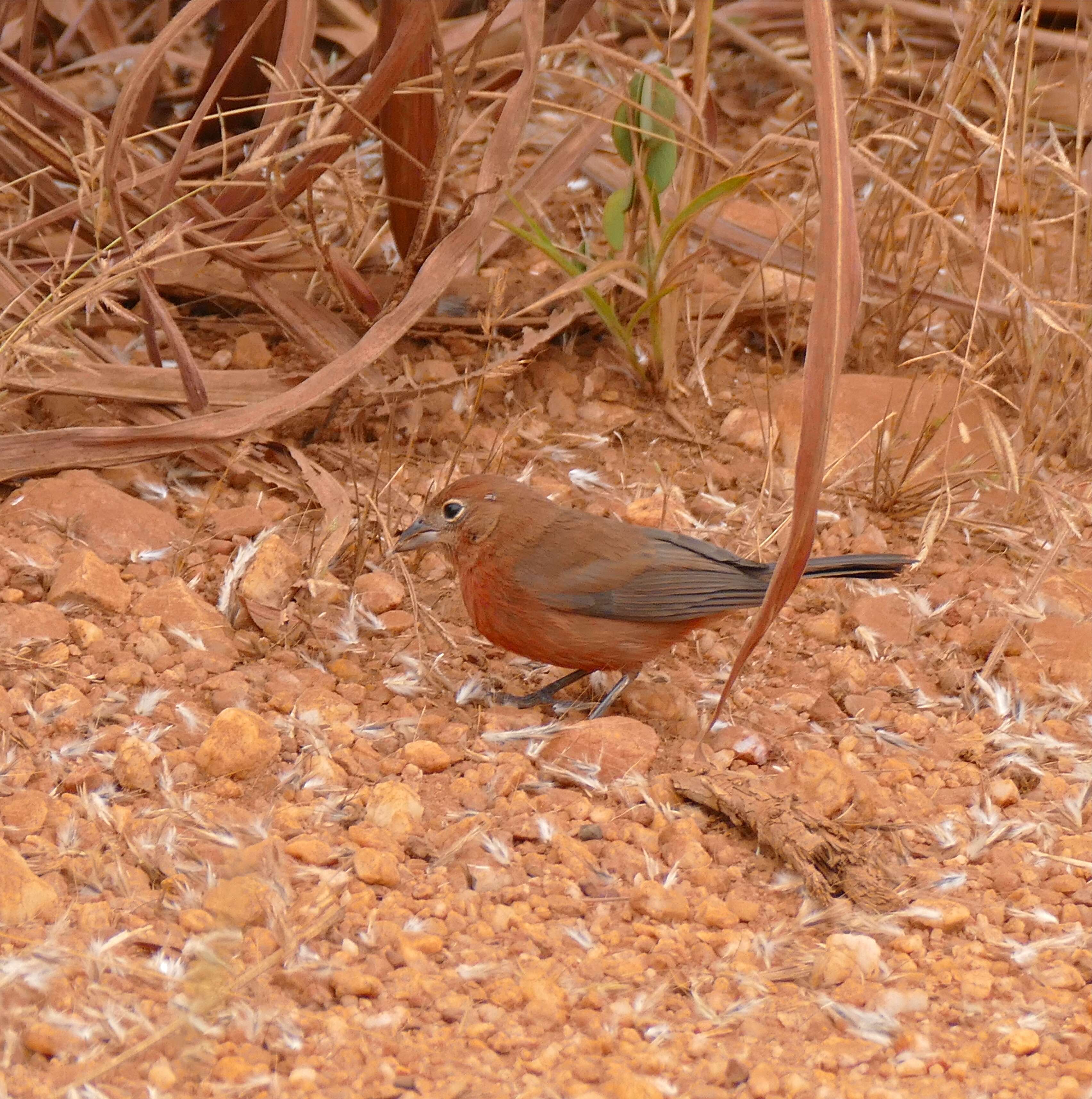 Image of Coryphospingus Cabanis 1851