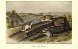 Image de Peromyscus Gloger 1841