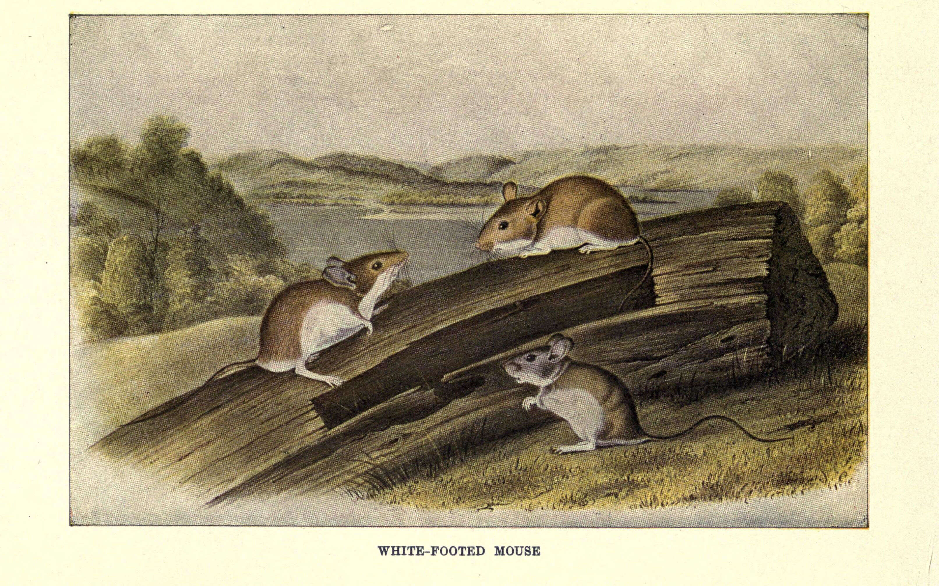 Image de Peromyscus Gloger 1841