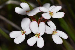 Image of Stylidium junceum R. Br.