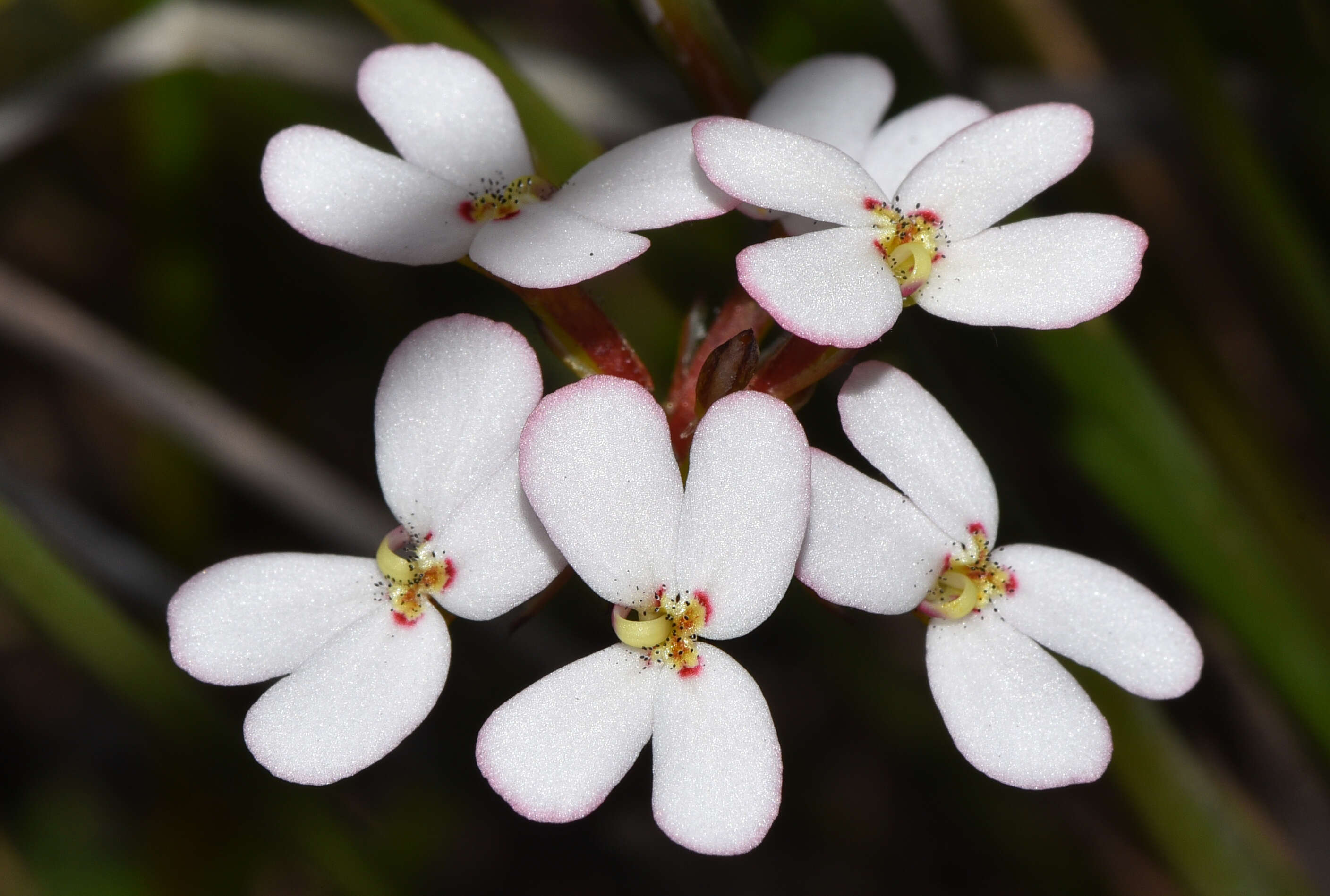 Image of Reed Triggerplant