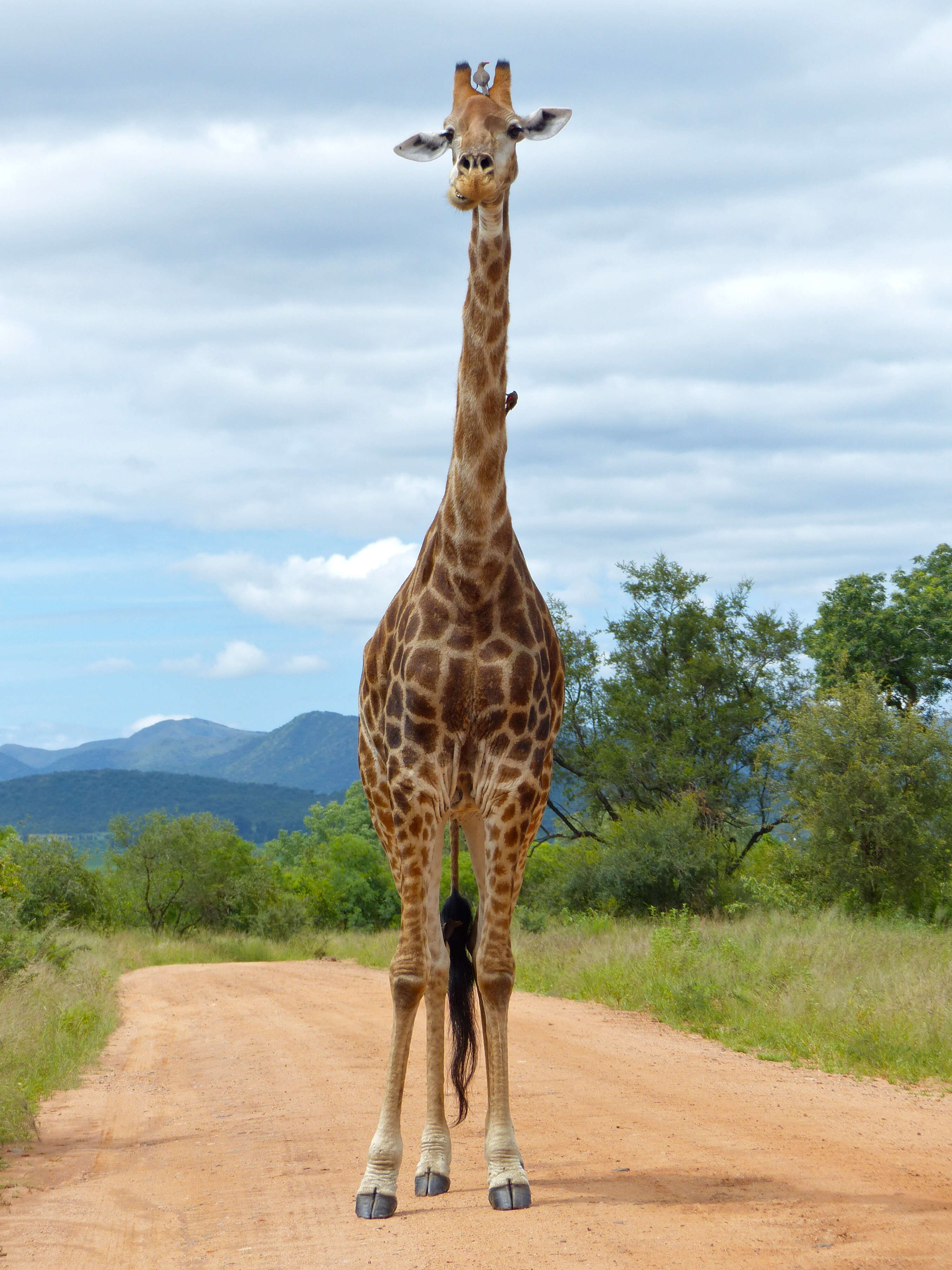 Image of Giraffes