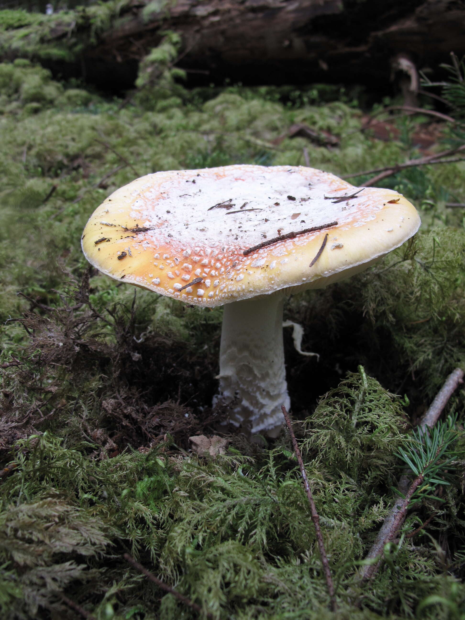 Image of Amanita aprica J. Lindgr. & Tulloss 2005