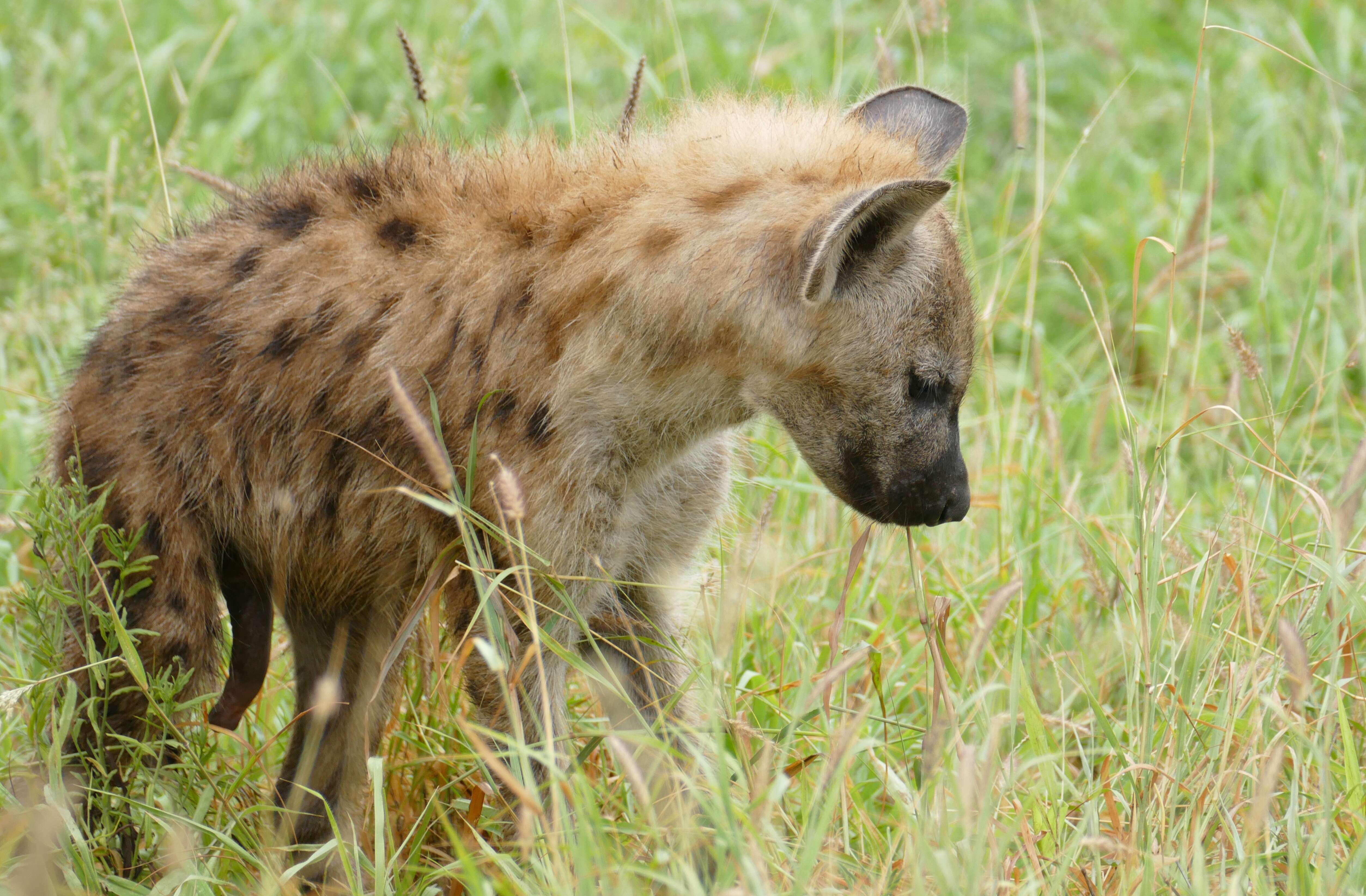 Image of Spotted Hyaenas