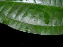 Image of Miconia gracilis Triana