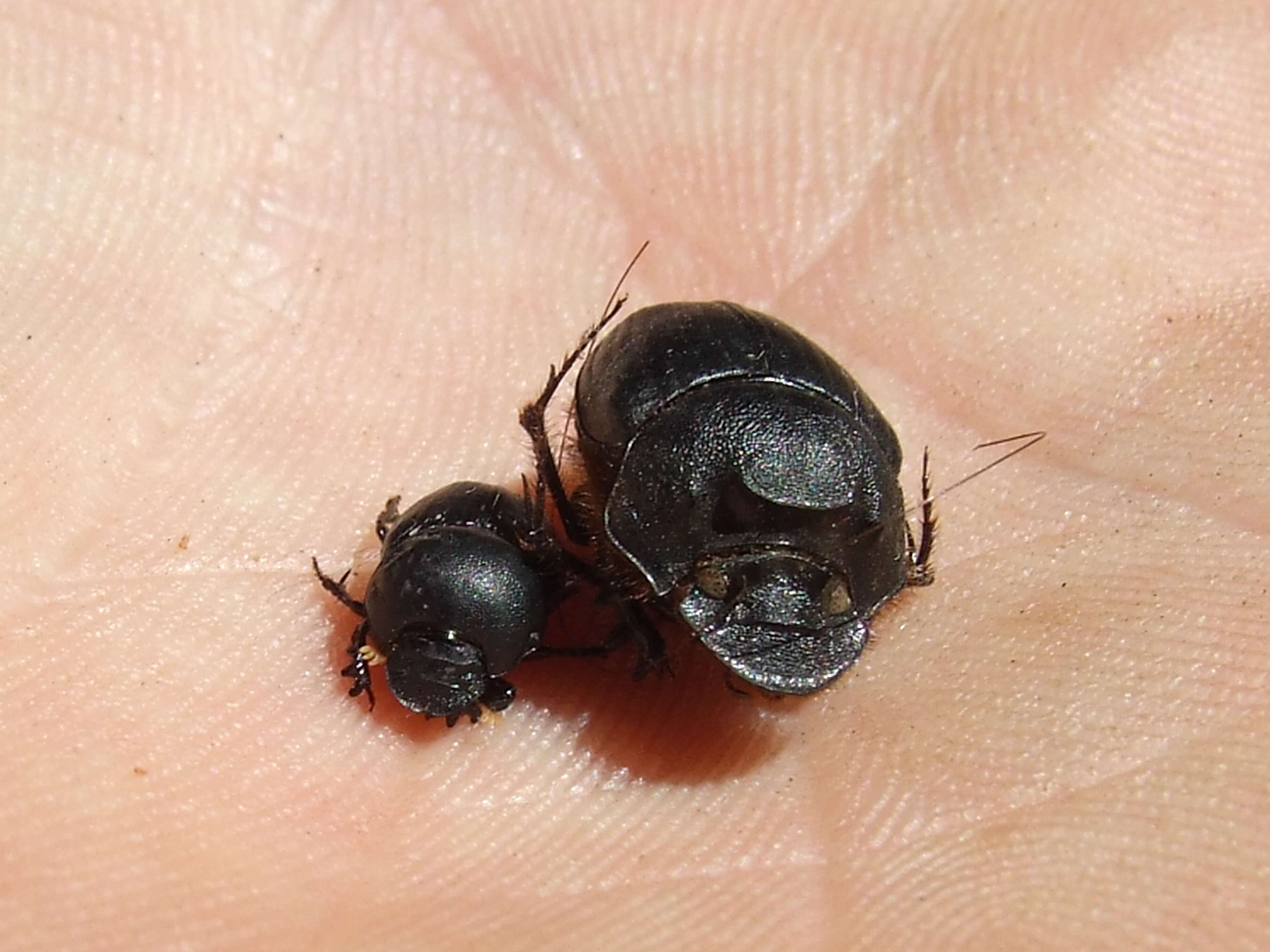 Imagem de Digitonthophagus