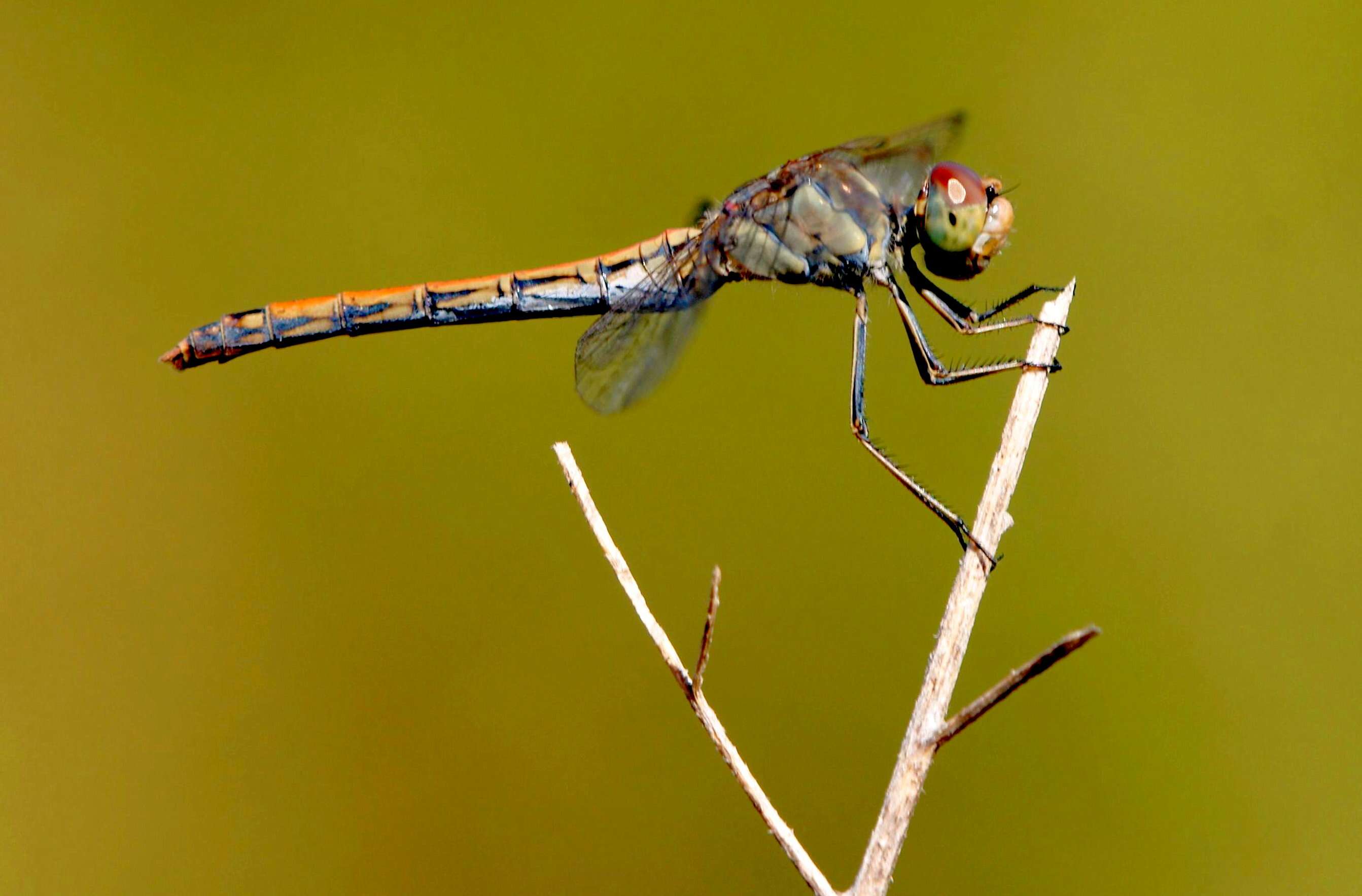 Image of Desert Darter