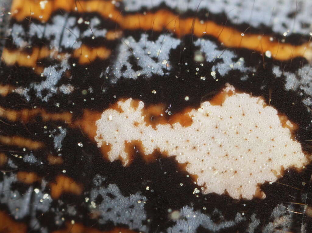 Image of Tent caterpillar