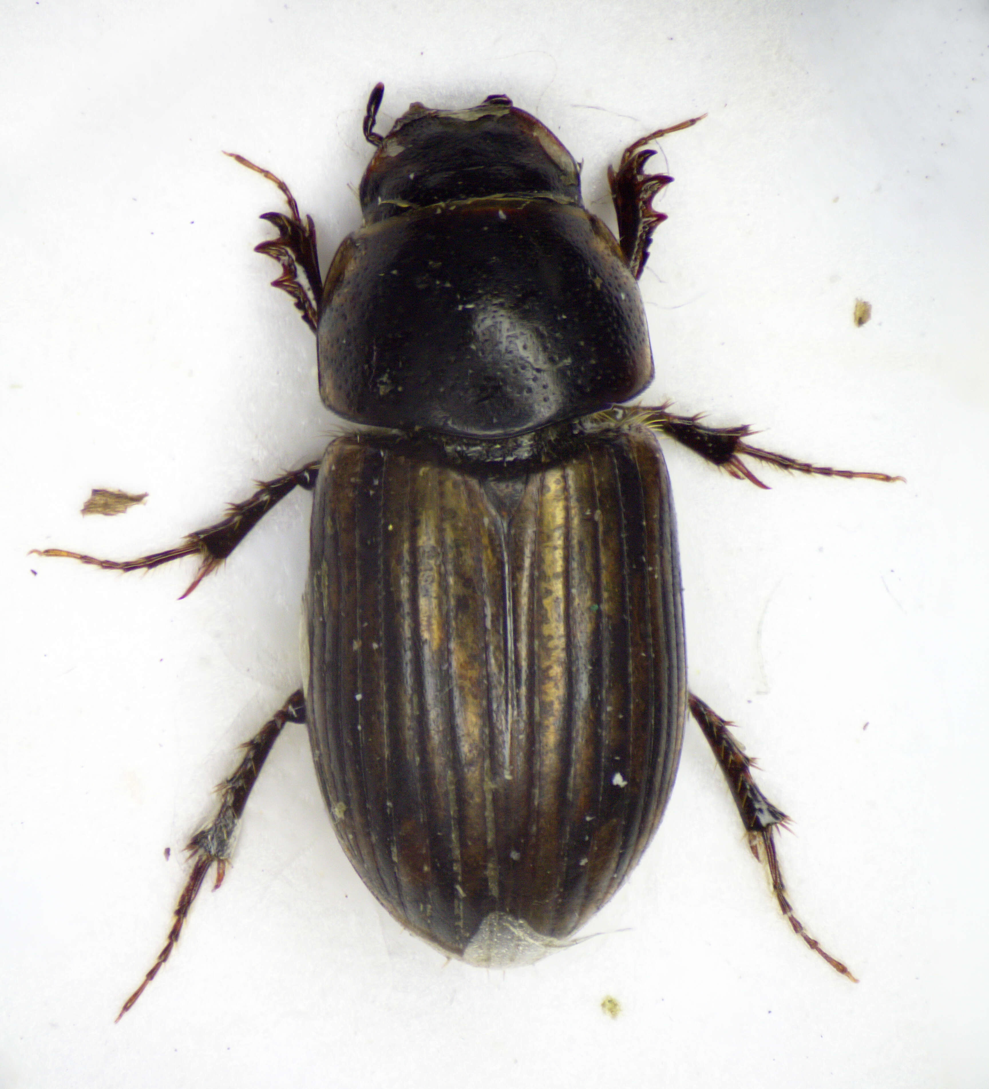 Sivun Coleoptera kuva