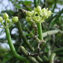 Cynanchum viminale subsp. viminale resmi