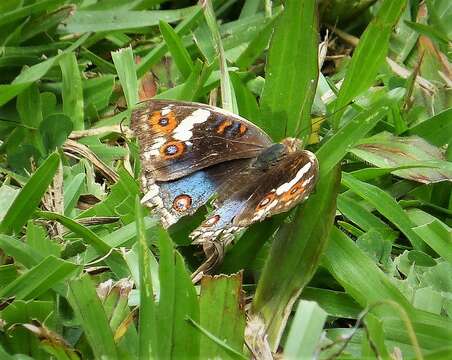 Plancia ëd Junonia orithya Linnaeus 1764