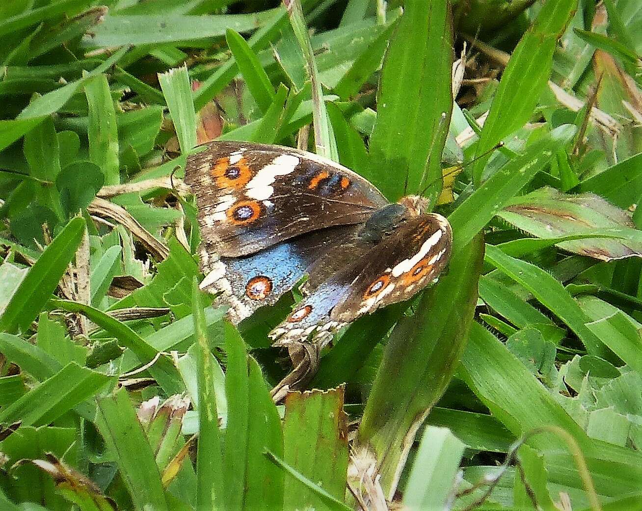 Plancia ëd Junonia orithya Linnaeus 1764