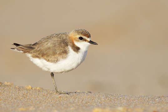 Image of Red-capped Dotterel