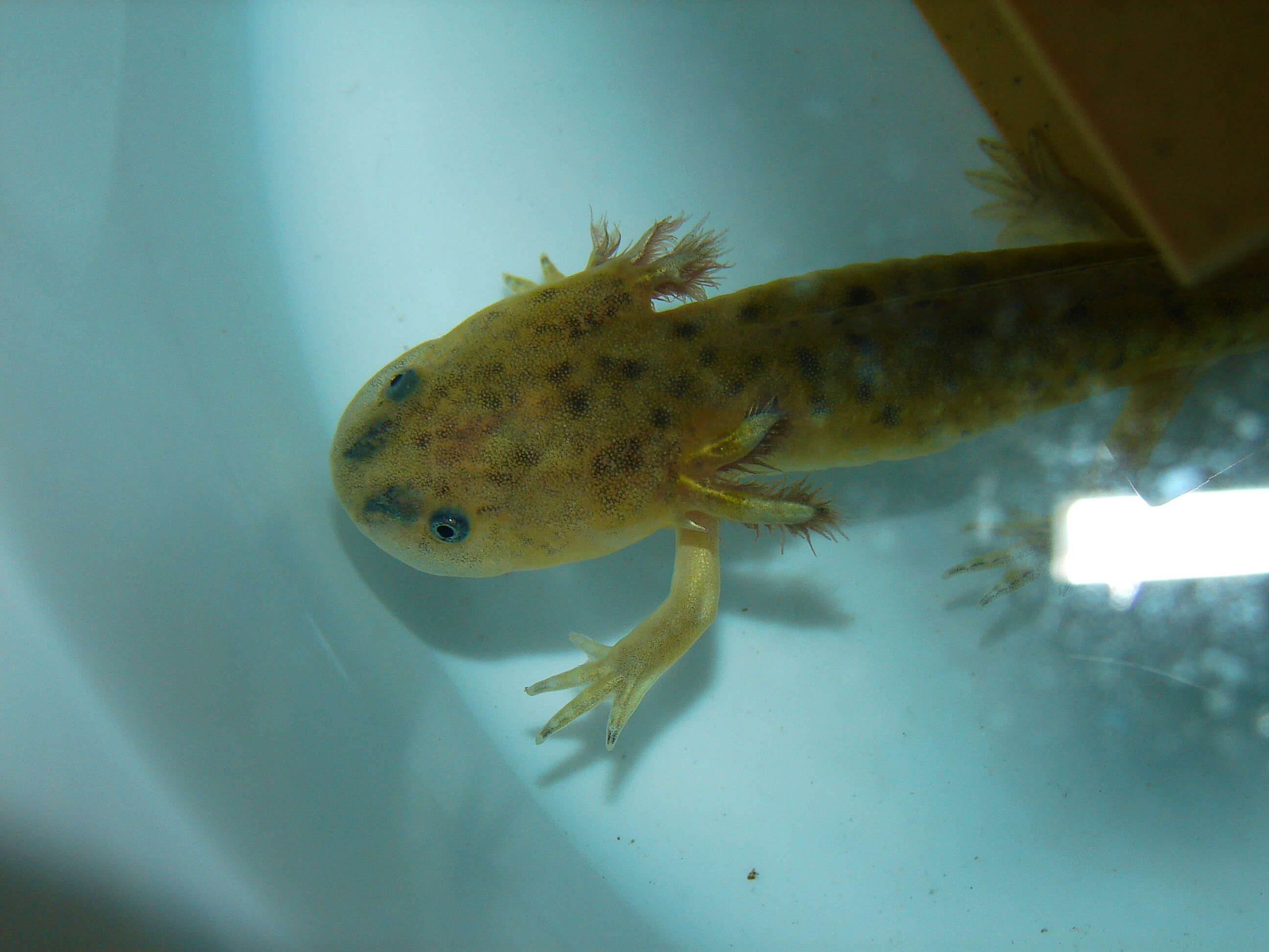 Image of mole salamanders