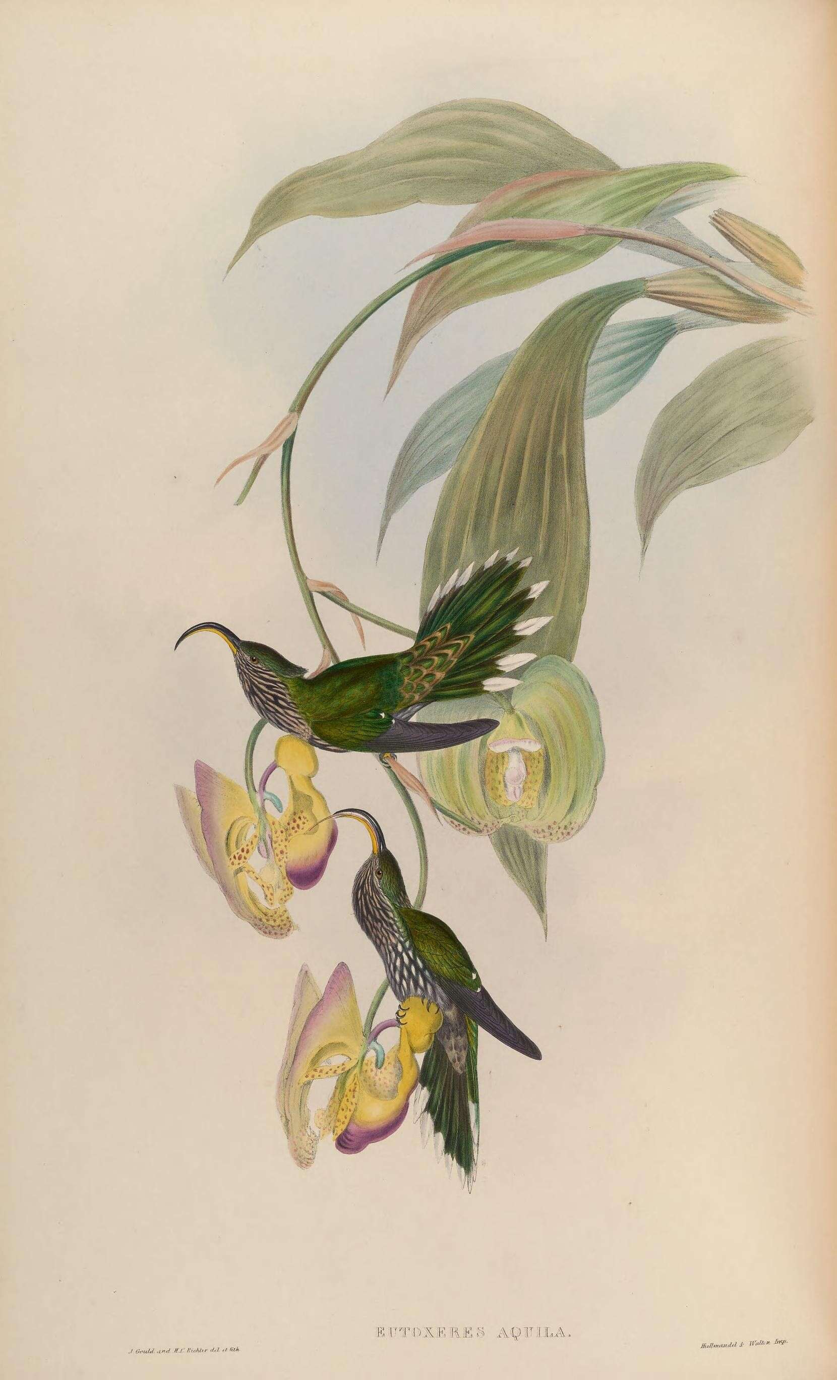 Imagem de Eutoxeres Reichenbach 1849