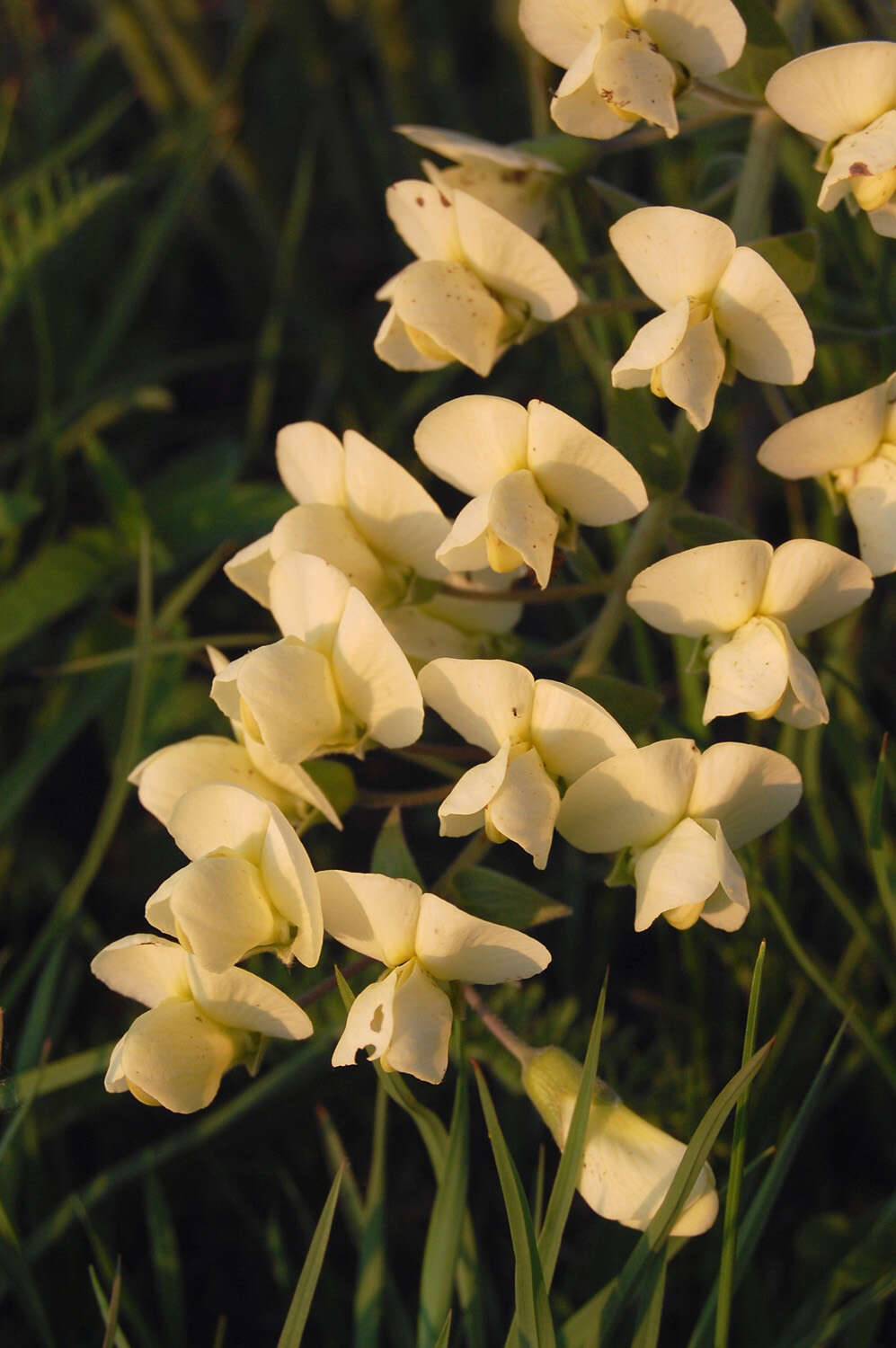 Image of wild indigo