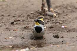 Image of Yellow-throated Bunting