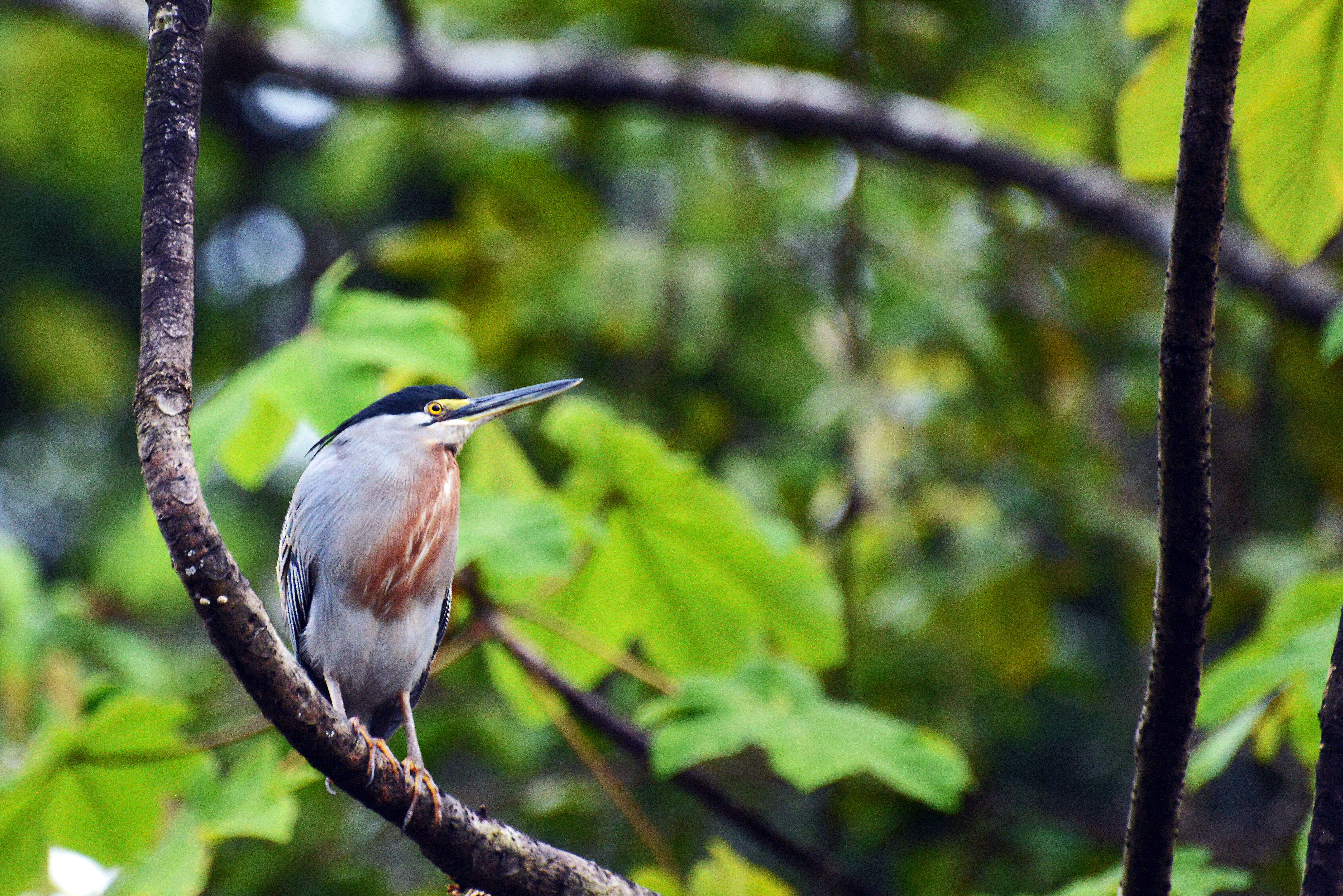 Image of Night Herons