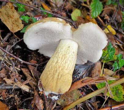 Imagem de Tylopilus felleus (Bull.) P. Karst. 1881