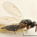 Trichomalus frontalis (Thomson 1878) resmi