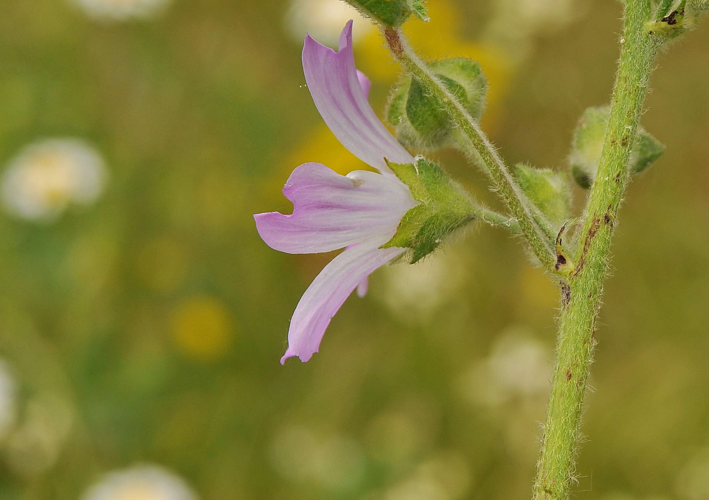 Image of Cornish mallow