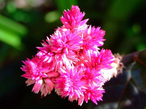 Imagem de Celosia argentea L.