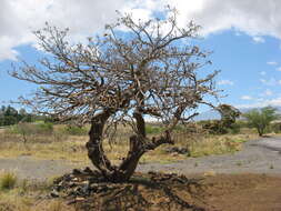 Слика од Erythrina sandwicensis Degener