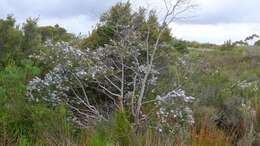 Image of Eucalyptus crenulata Blakely & de Beuzev.