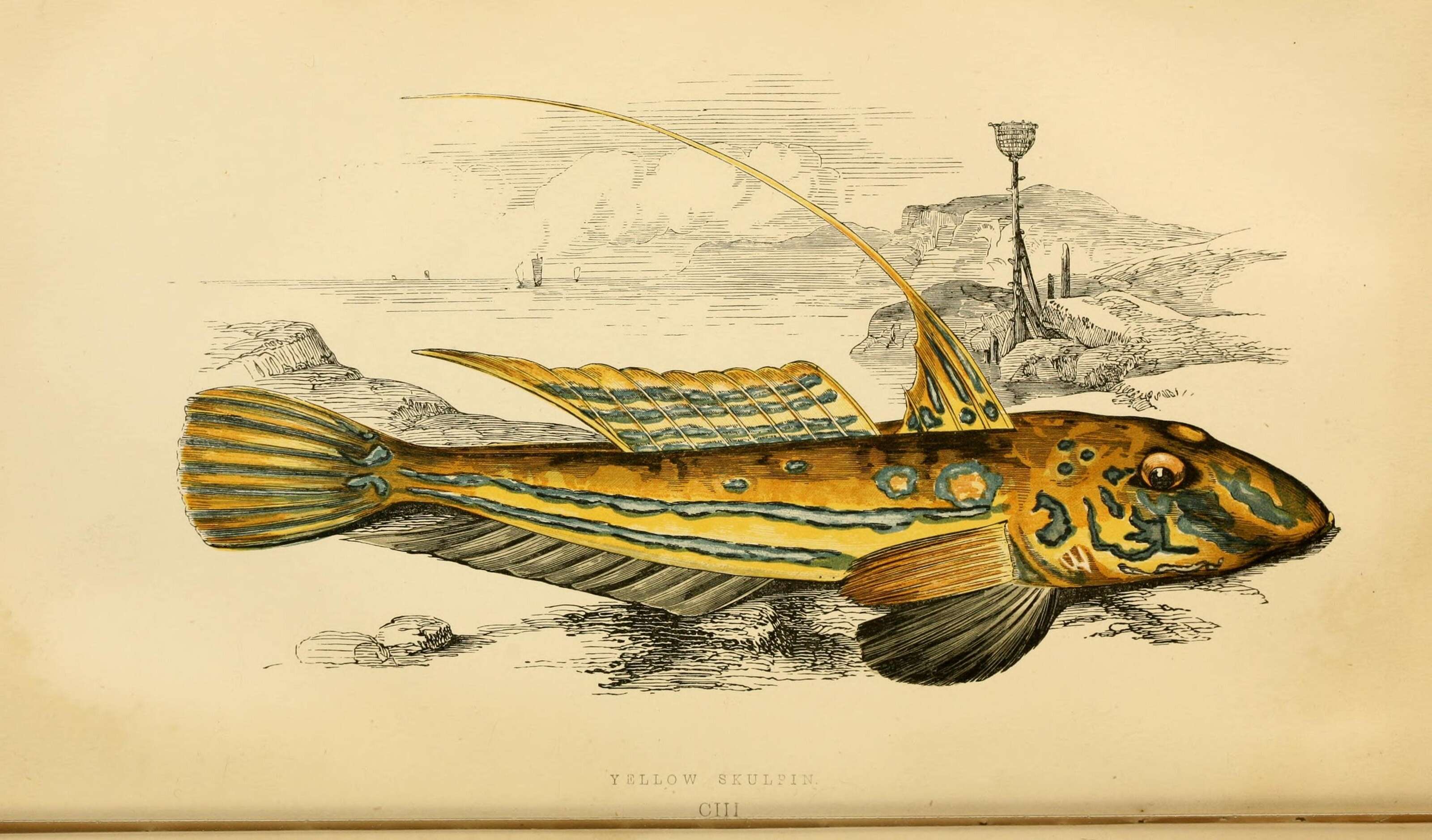 Image of Common Dragonet