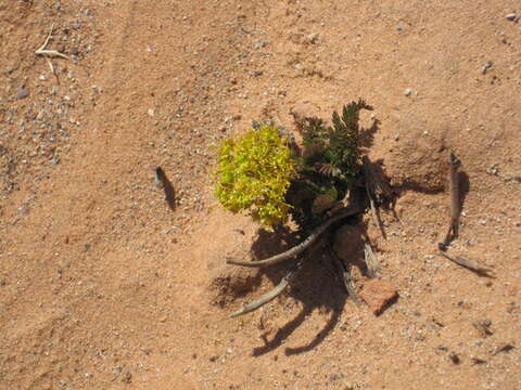 Lomatium latilobum (Rydb.) Mathias的圖片