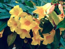 Image of bush allamanda