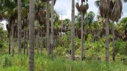 صورة Mauritia
