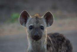 Image of Spotted Hyaenas