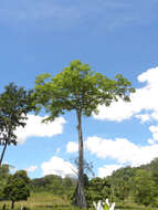 Image de Ceiba