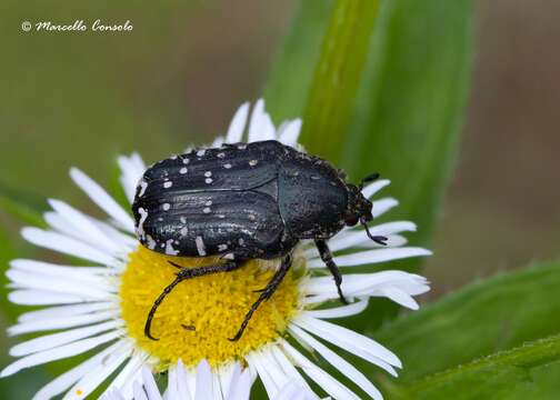 Image de Cétoine grise