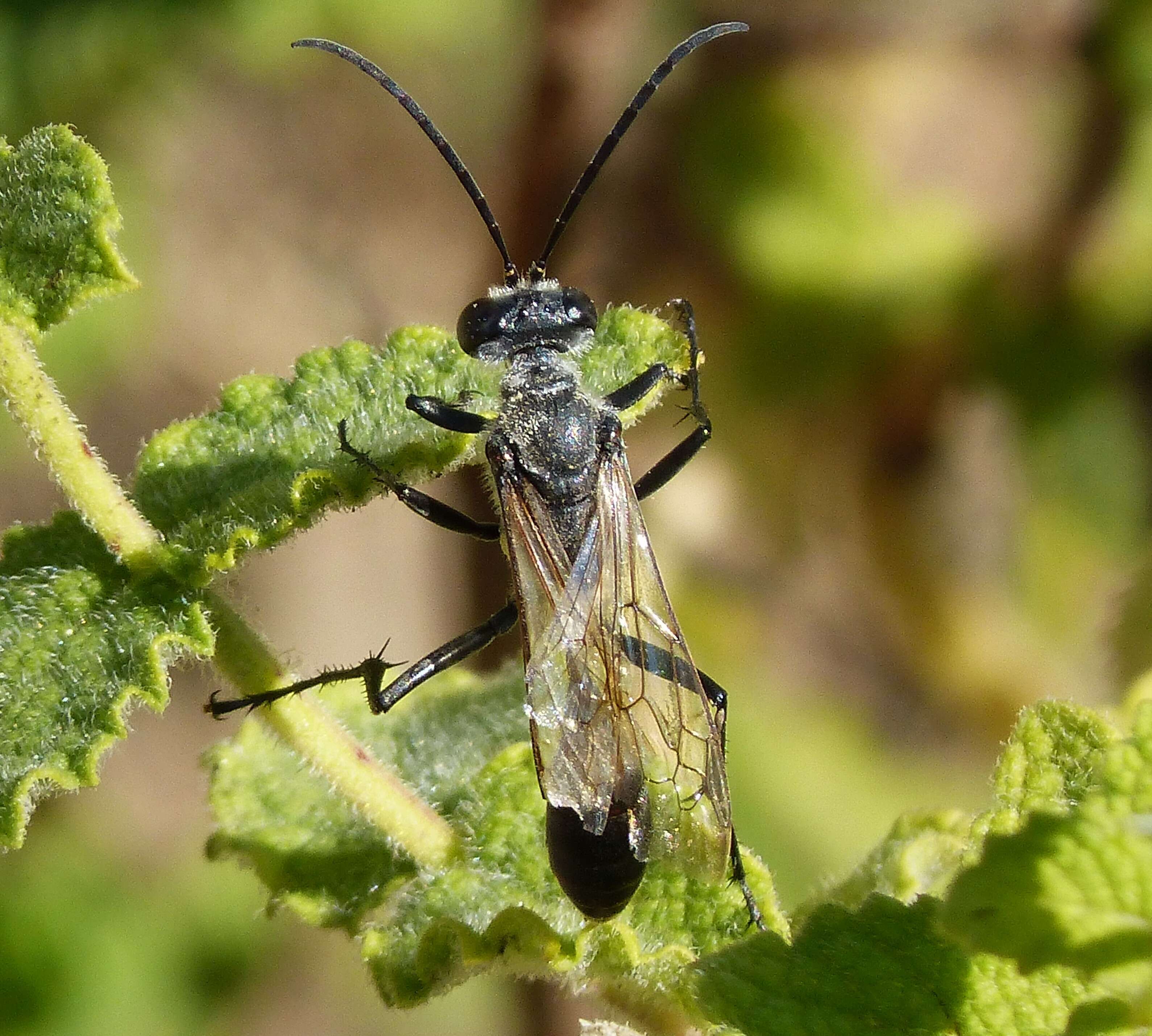 Image of Isodontia paludosa (Rossi 1790)