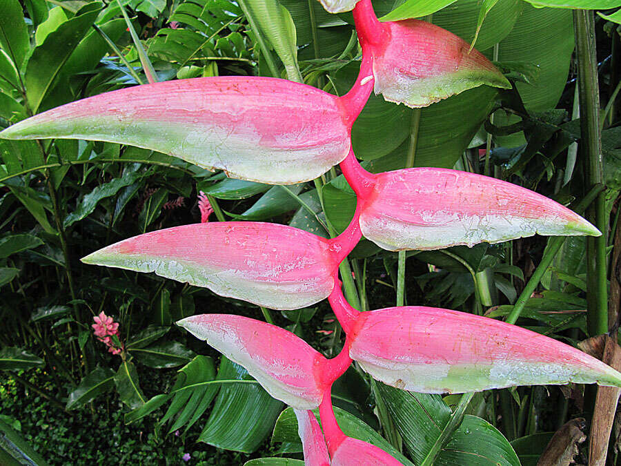 Image of Heliconia chartacea Lane ex Barreiros