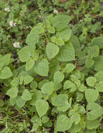 Imagem de Salvia tiliifolia Vahl
