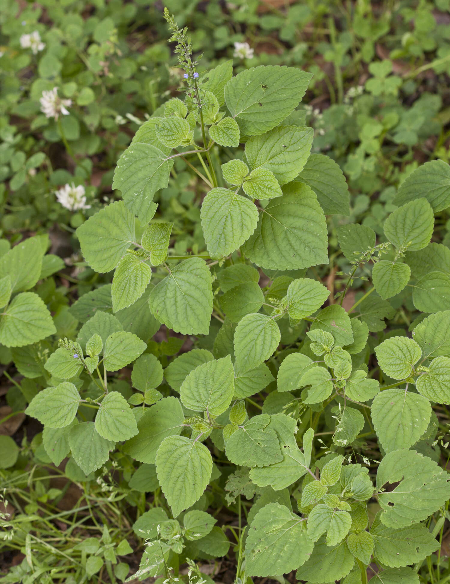 Image of lindenleaf sage