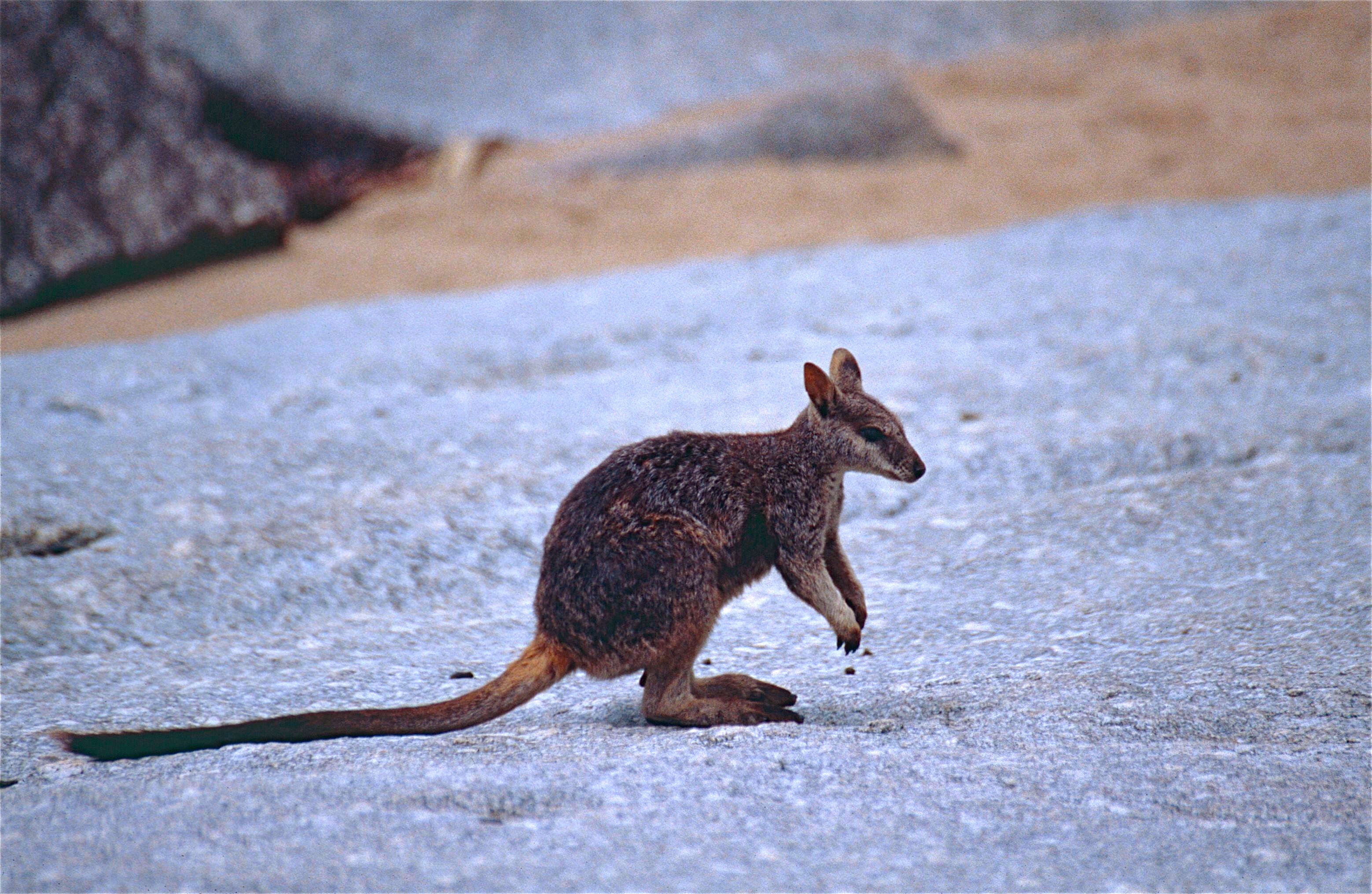 Image of Rock-wallaby