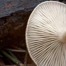 Image of Pseudoclitocybe obbata (Fr.) Singer 1962