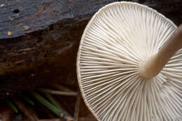 Image of Pseudoclitocybe