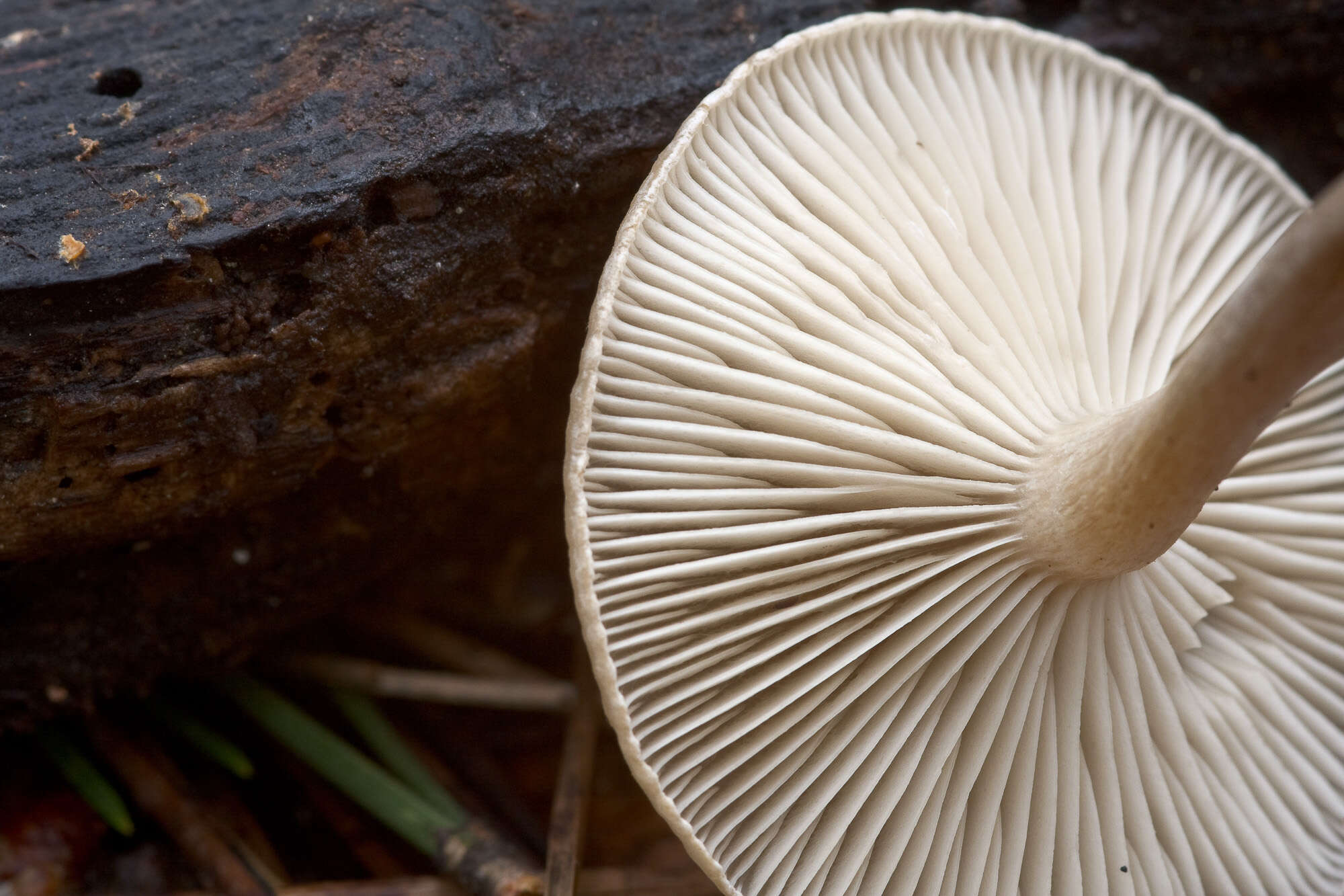 Image de Pseudoclitocybe obbata (Fr.) Singer 1962