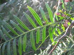 Image of peppertree