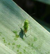 Image of Common Green Capsid