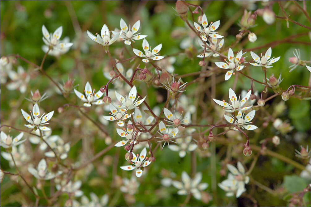 Image of Micranthes engleri (Dalla Torre) Galasso, Banfi & Soldano