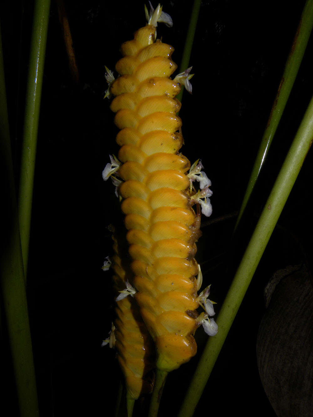 Image of rattlesnake plant