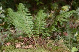 Слика од Polystichum aculeatum (L.) Roth