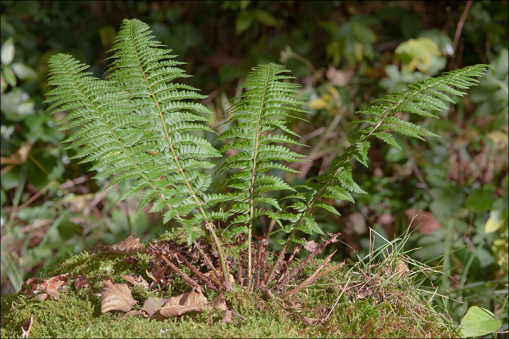 Слика од Polystichum aculeatum (L.) Roth